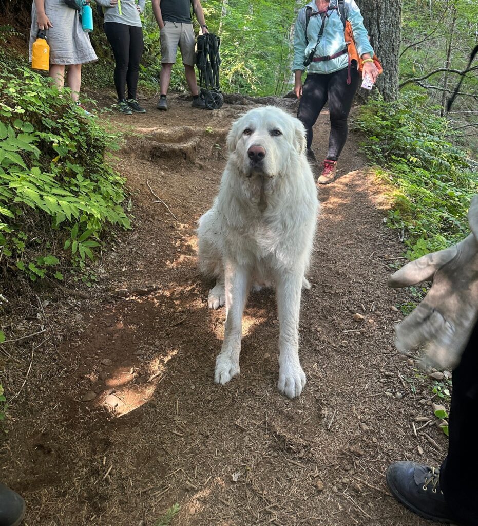 great pyrenees injured on hike