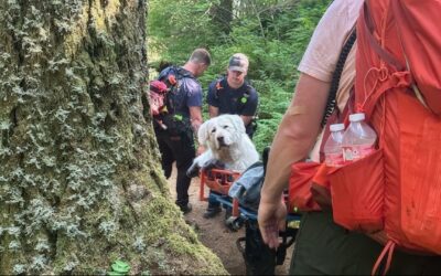 Injured 160lbs Great Pyrenees Rescued from Saddle Mountain on Oregon Coast