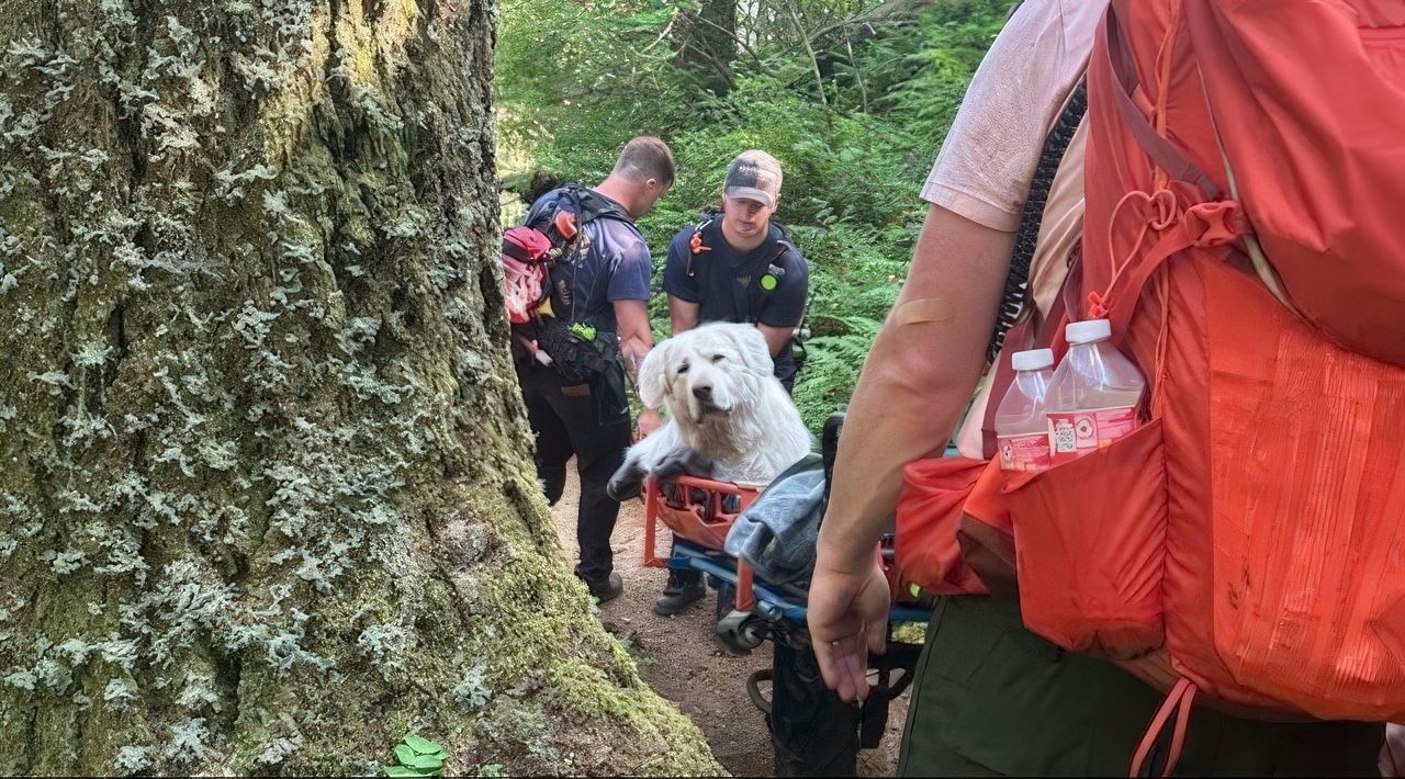 great pyrenees injured on hike