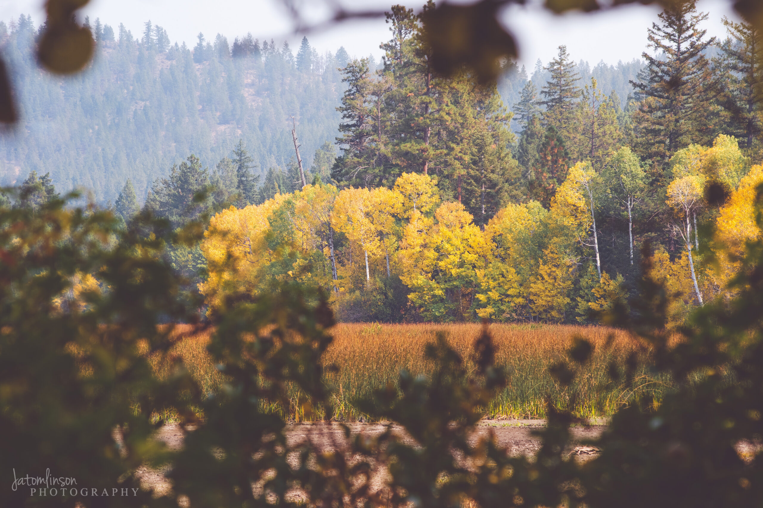 Quaking aspens across a field in Southern Oregon.