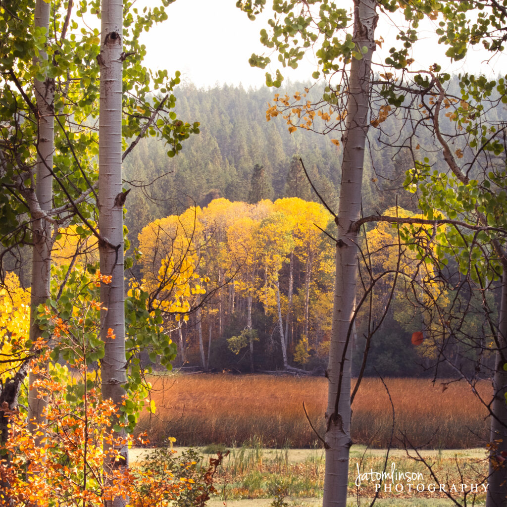 Quaking aspens show off a vibrant yellow color in the fall in Southern Oregon.