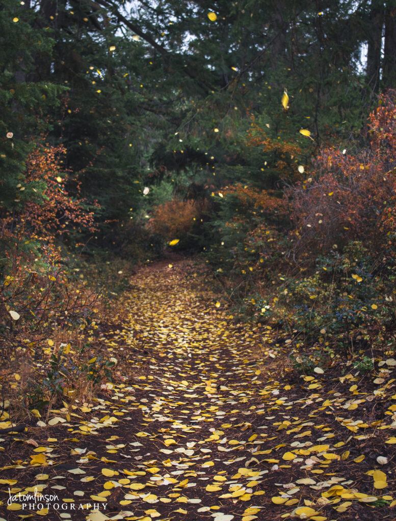 Colorful leaves are blown off of trees on the trail and onto the ground on a windy day in Southern Oregon.