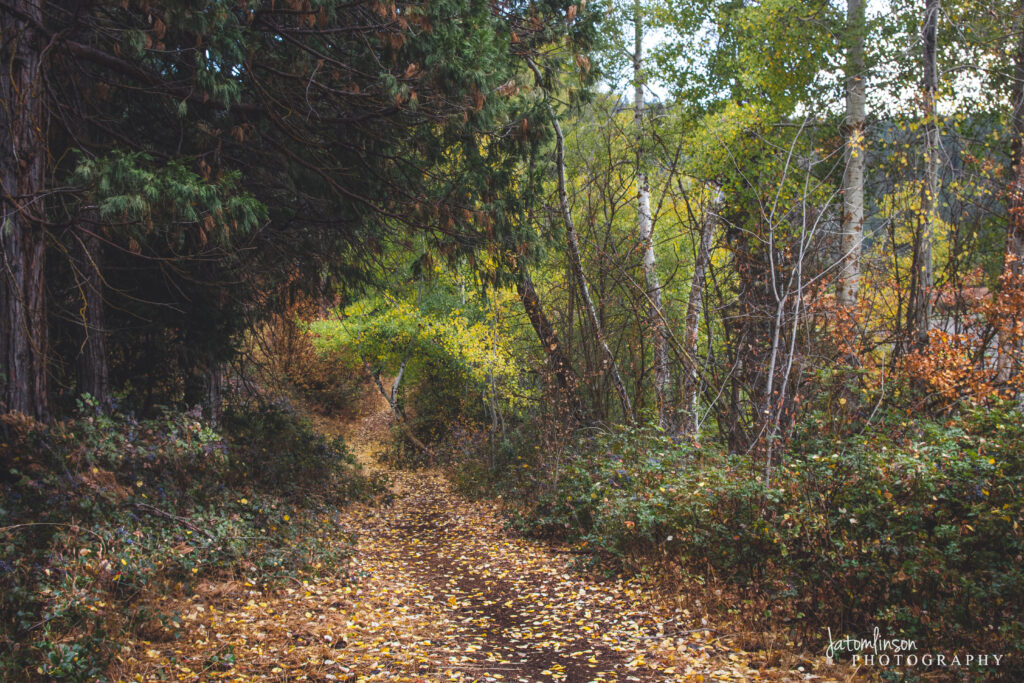 Colorful leaves on a trail in southern Oregon.