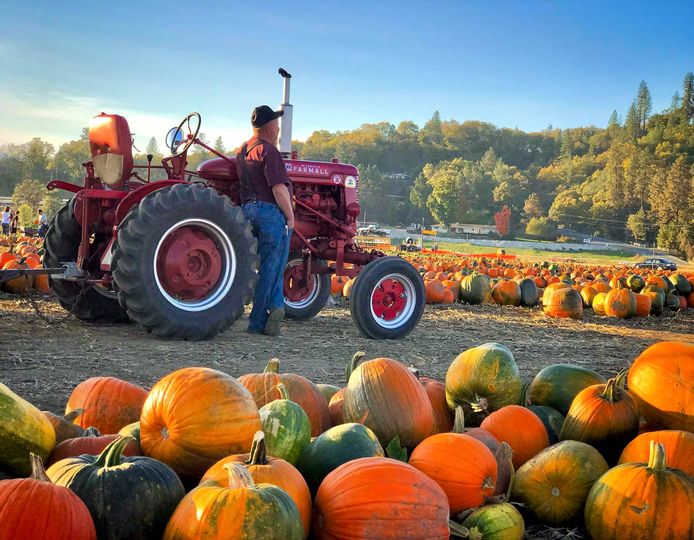 A man stands next to a red tractor in a field of pumpkins at Fort Vannoy Farms.