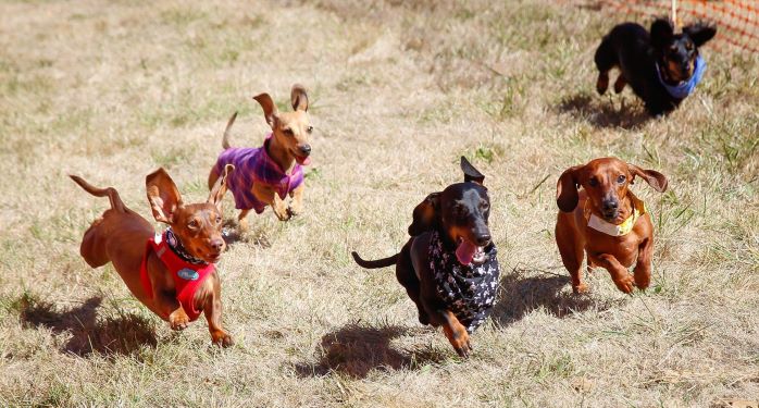 Weiner dogs race at Oktoberfest.