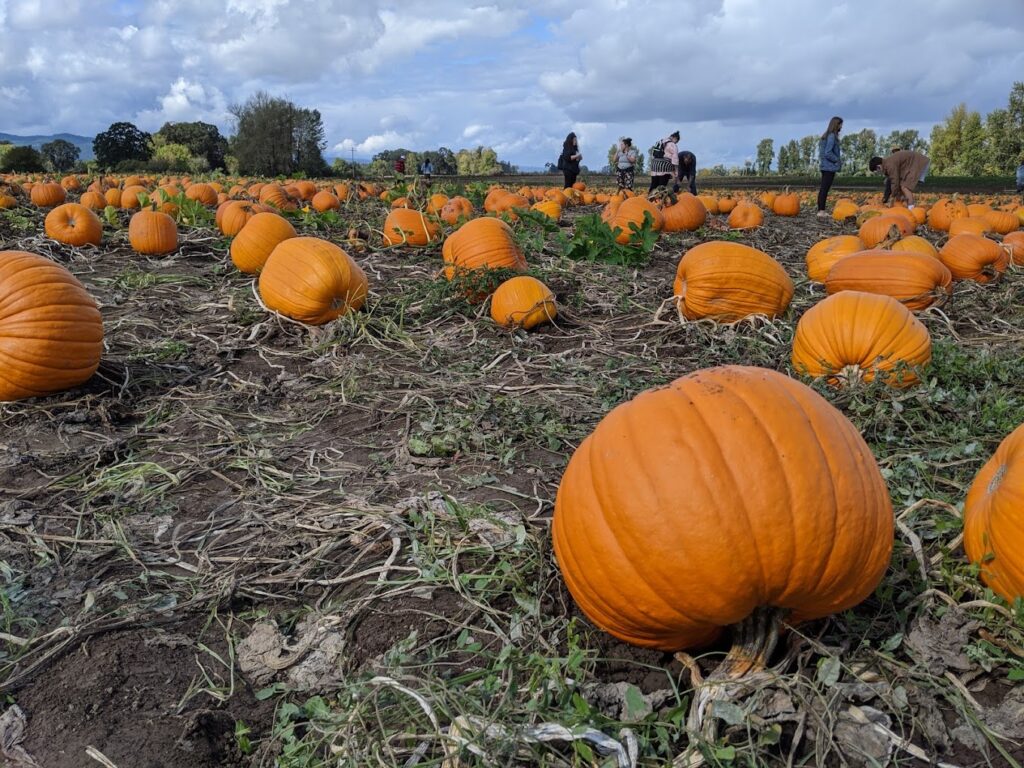 Pumpkins lying in a field.