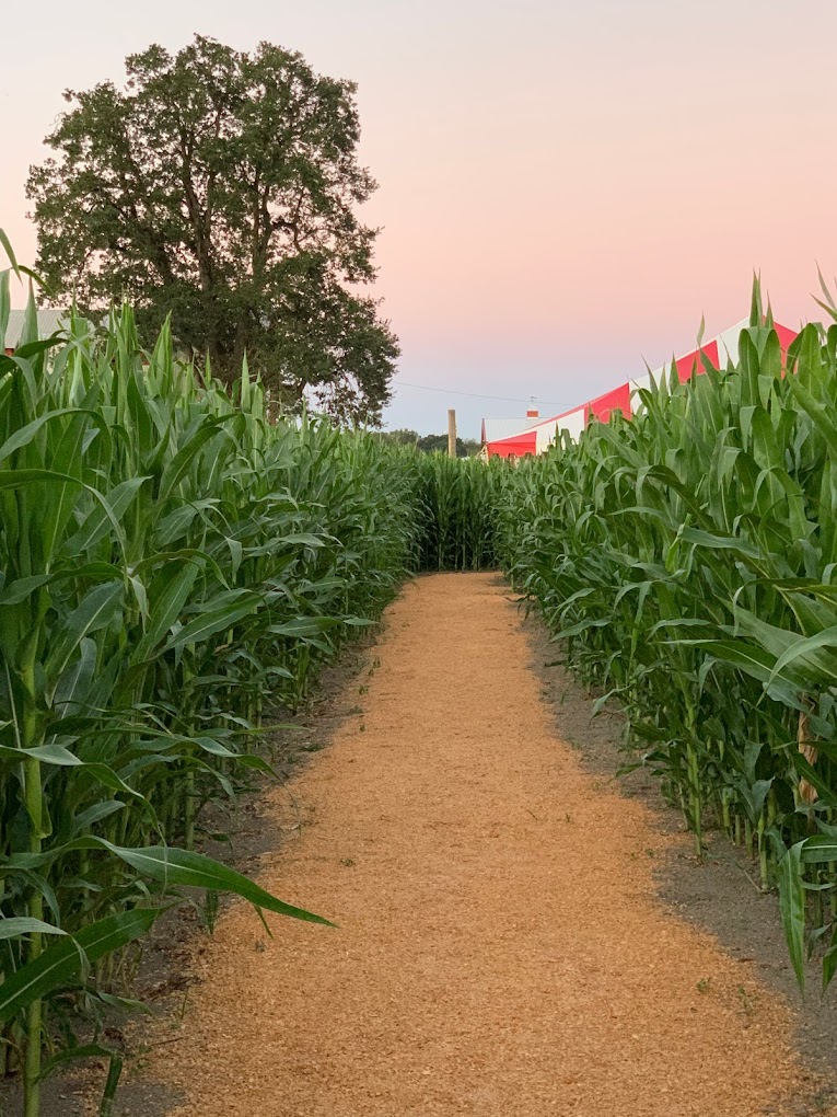 A view from inside the corn maze.