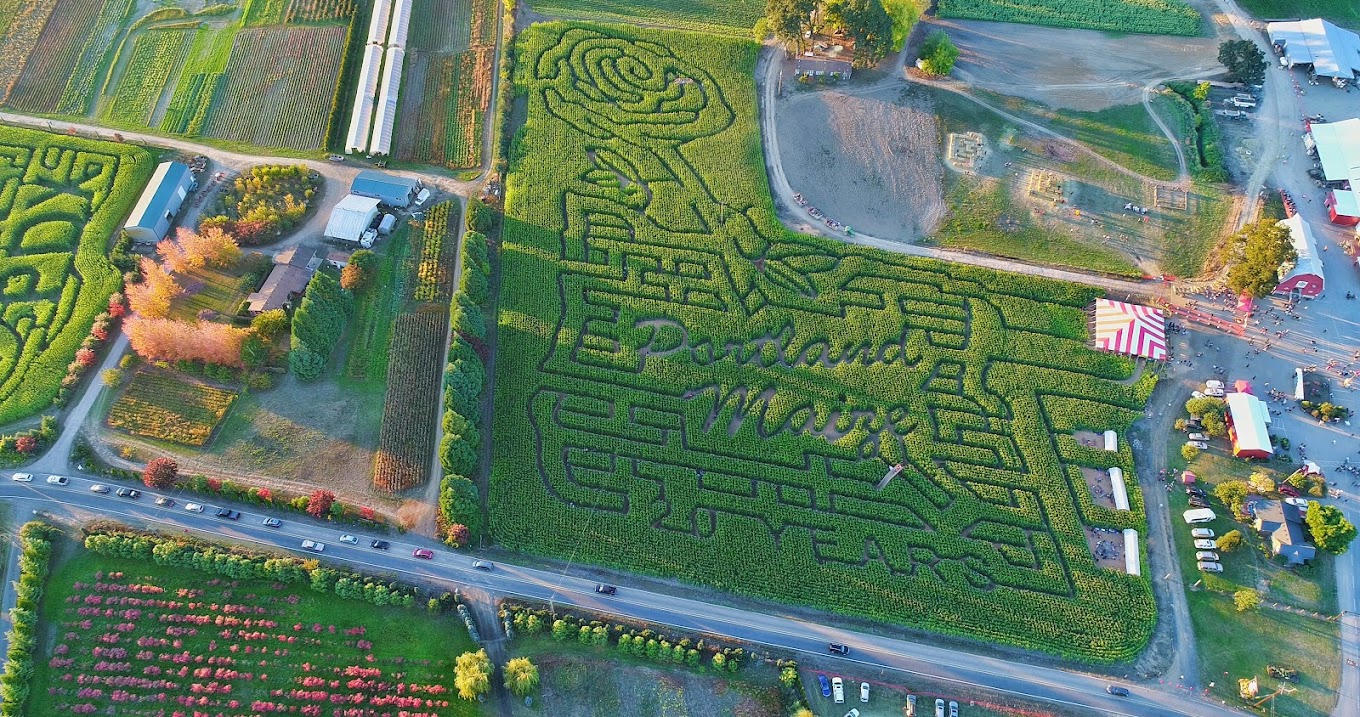 A previous year's corn maze.