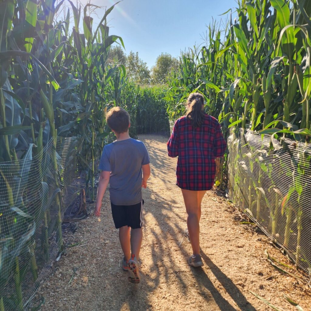 Two children walk through the corn maze.