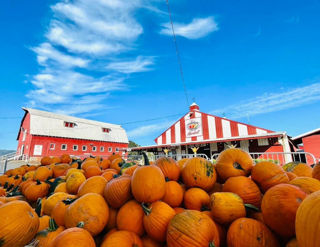 The big red barn and a red and white striped building stand tall behind a pile of orange pumpkins on a sunny day with bright blue skies.