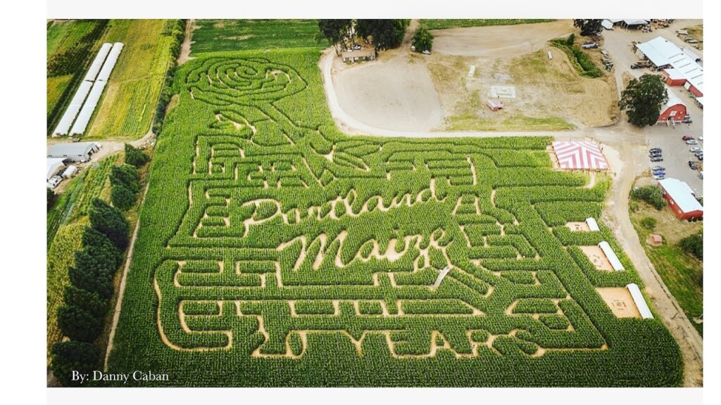 A previous year's corn maze.