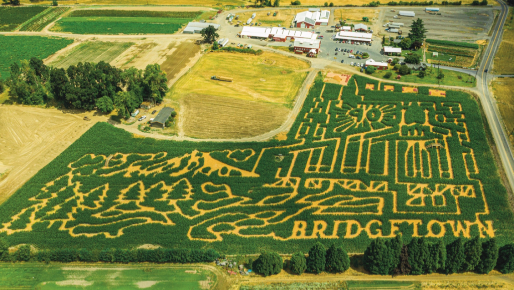 A previous year's corn maze.