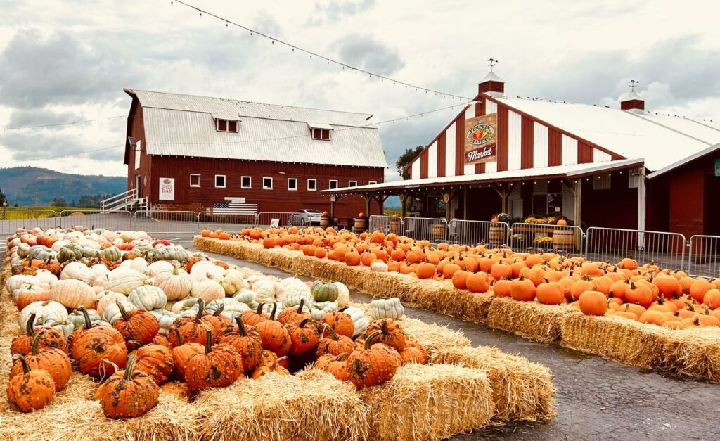 The Pumpkin Patch and big red barn sunset with hundreds of orange and green pumpkins lined up on bales of hay.