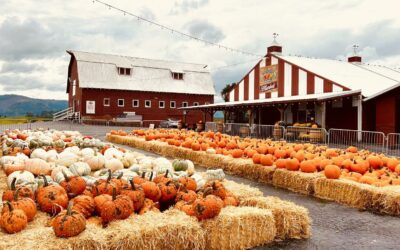 Your Ultimate 2024 Oregon Pumpkin Patch, Hayride & Maze Guide