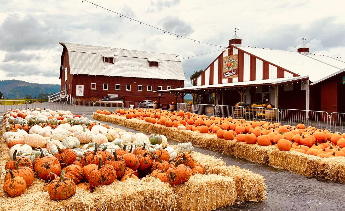 The Pumpkin Patch and big red barn sunset with hundreds of orange and green pumpkins lined up on bales of hay.