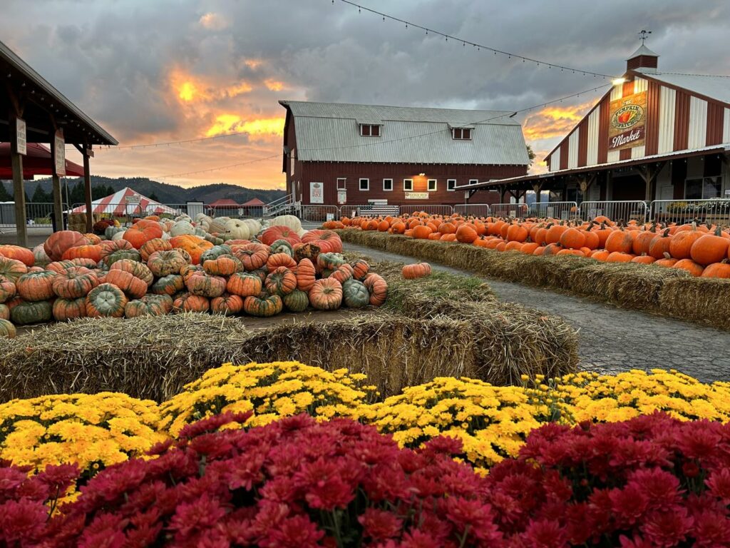 The Pumpkin Patch and big red barn at sunset with hundreds of orange and green pumpkins lined up on bales of hay.