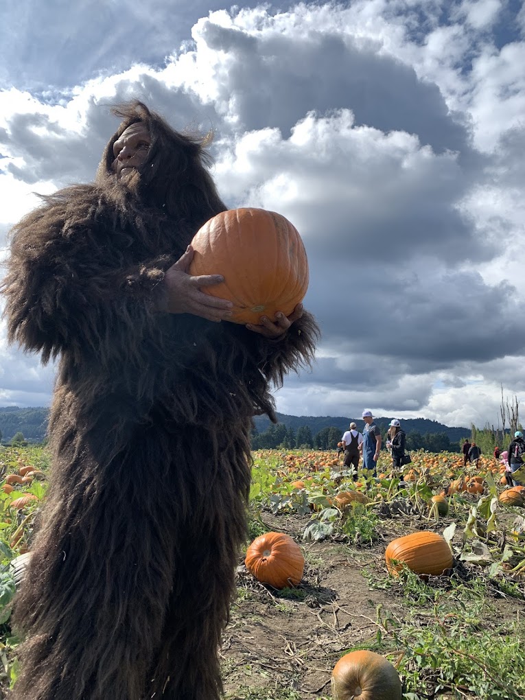 Bigfoot holds up a pumpkin in a pumpkin patch field on a cloudy day.