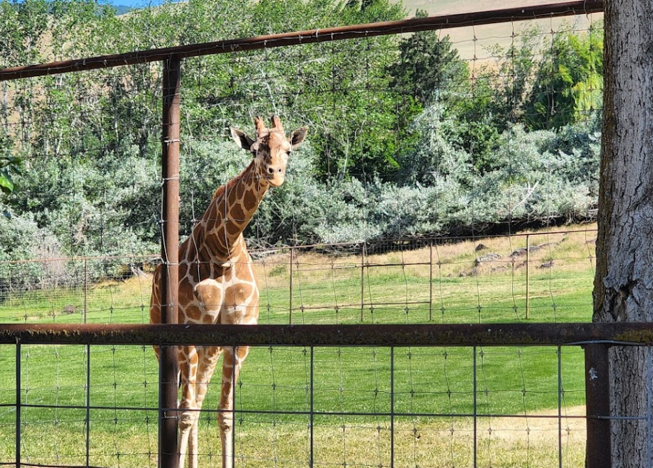 schreiner farms, washington state, columbia river gorge, drive through zoo, family fun, wild animals, free roaming, PNW, things to do, giraffe, zebra, deer, kangaroo, ostrich, working ranch