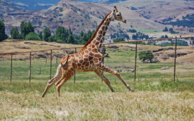 The Gorge Is a Stunning Backdrop For Exotic Animals At This Free Drive Through Ranch