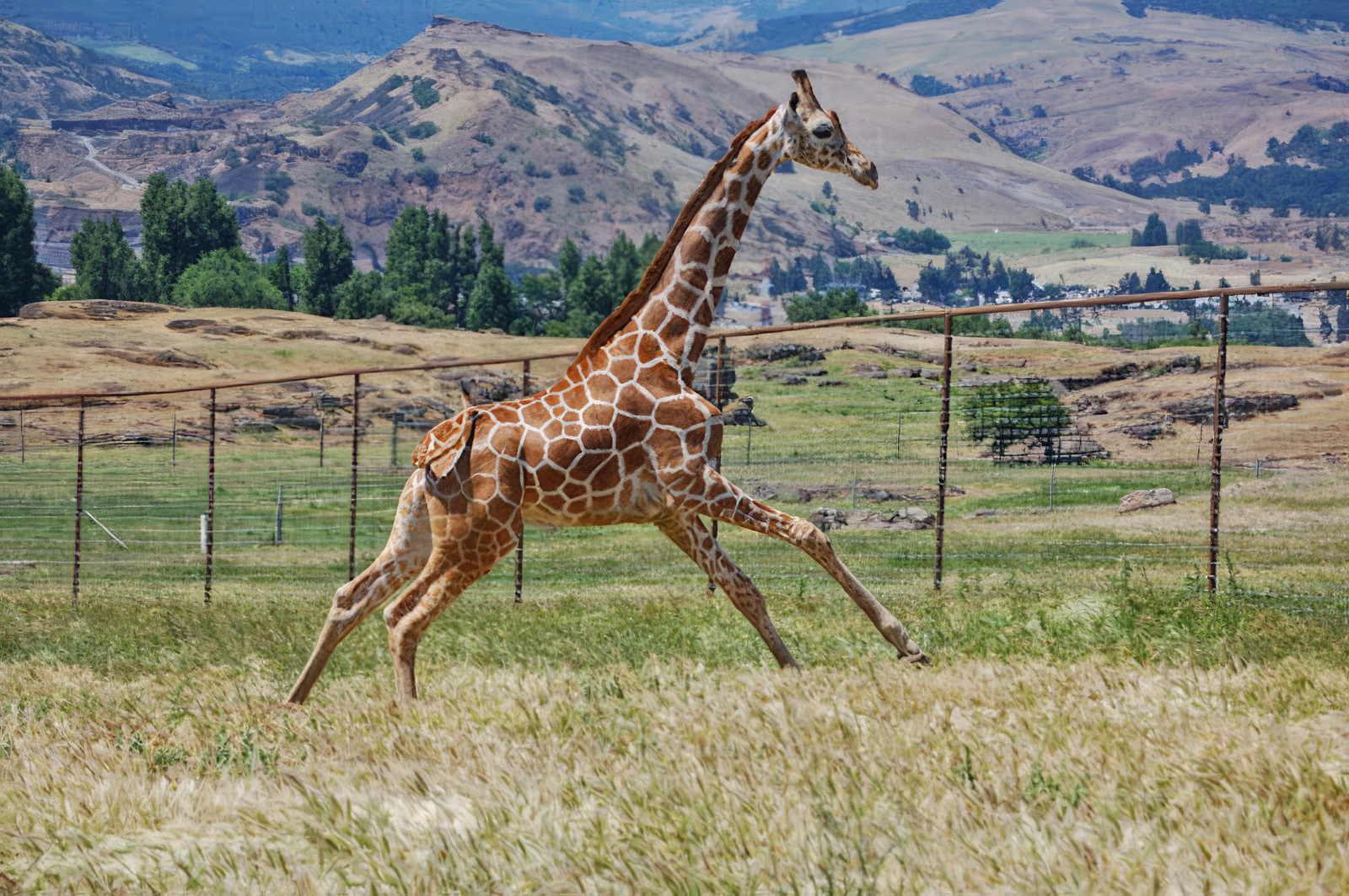 schreiner farms, washington state, columbia river gorge, drive through zoo, family fun, wild animals, free roaming, PNW, things to do, giraffe, zebra, deer, kangaroo, ostrich, working ranch