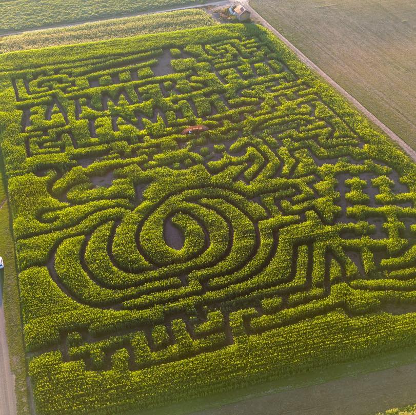 Corn maze