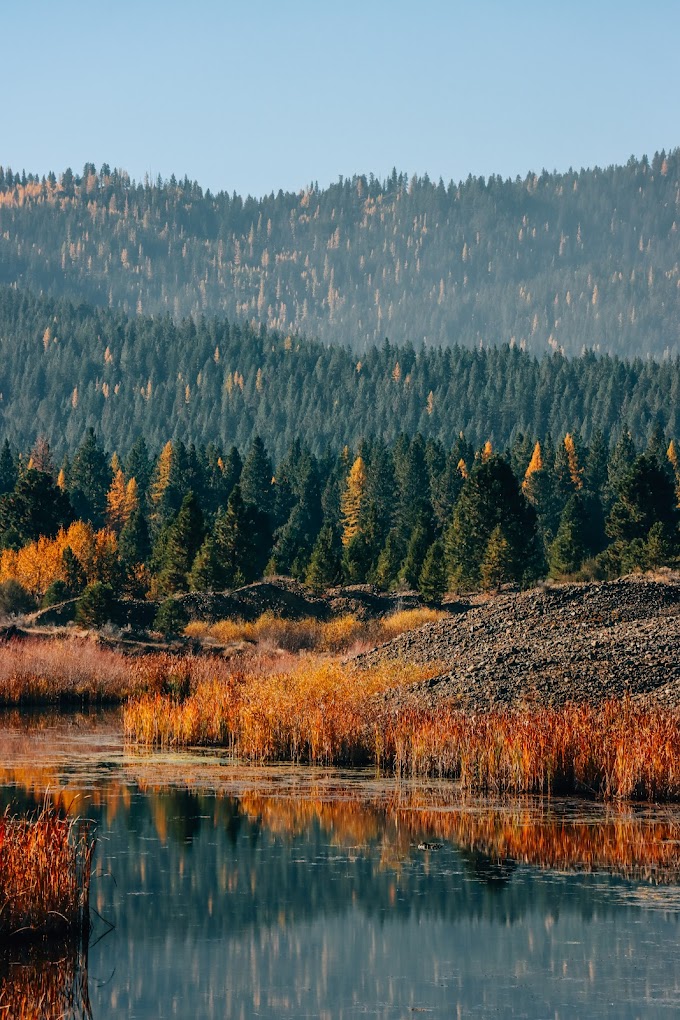 Trees turn fall colors.