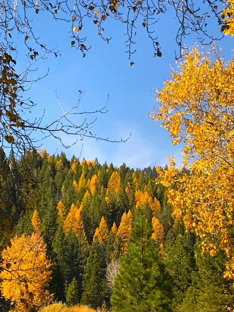 Trees turn fall colors.