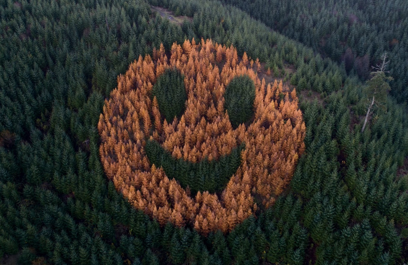 Smiley Face Hill as seen from the air. A gigantic smiley face made up of larch trees grins at people driving by and flying overhead.