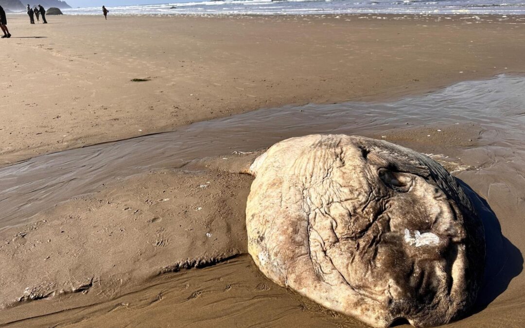 Another Giant Sunfish Discovery on Oregon Coast Marks Third Sighting in 2024