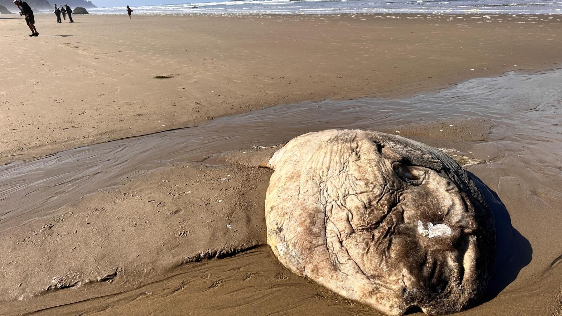 rare fish oregon coast