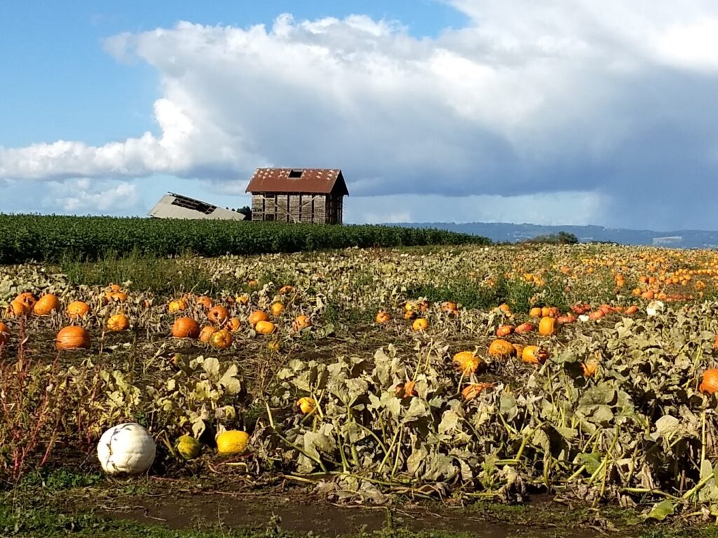 pumpkin patch