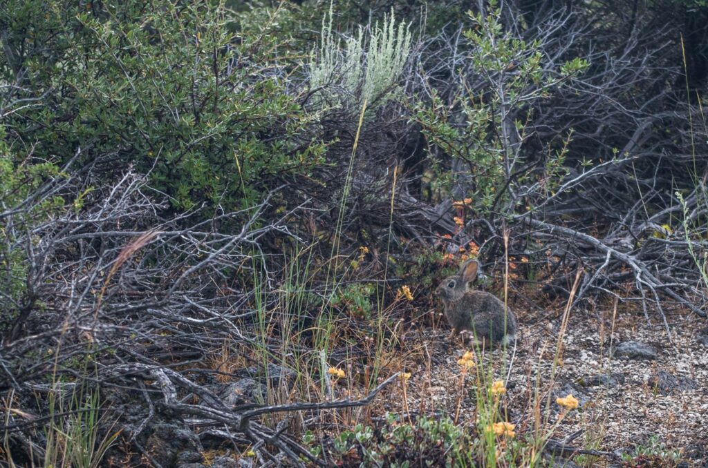 A wild rabbit on a trail at the Lava Beds National Monument in California.