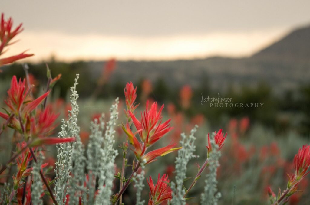 Wildflowers at the Lava Beds National Monument.