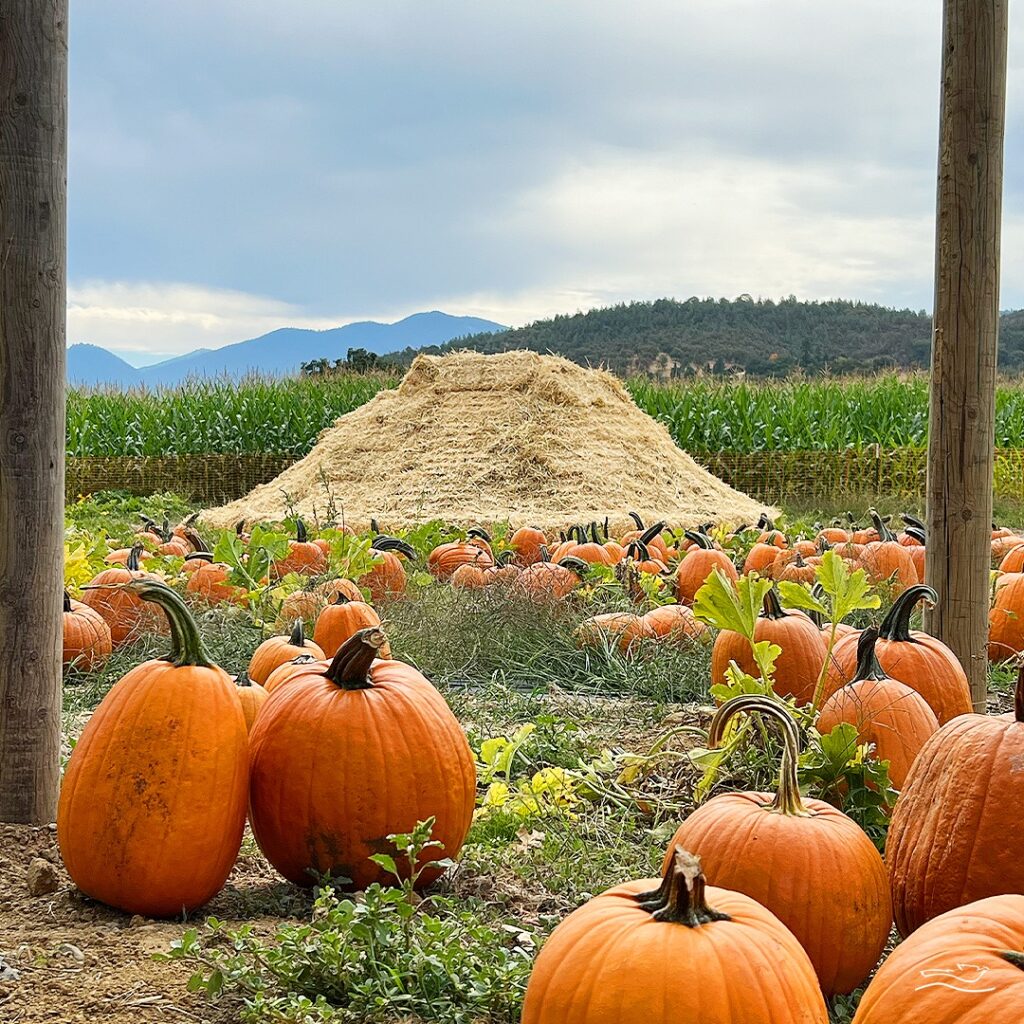 Pumpkins and a hay hill.