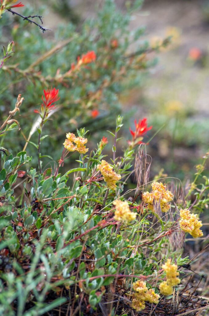 Wildflowers at the Lava Beds National Monument.