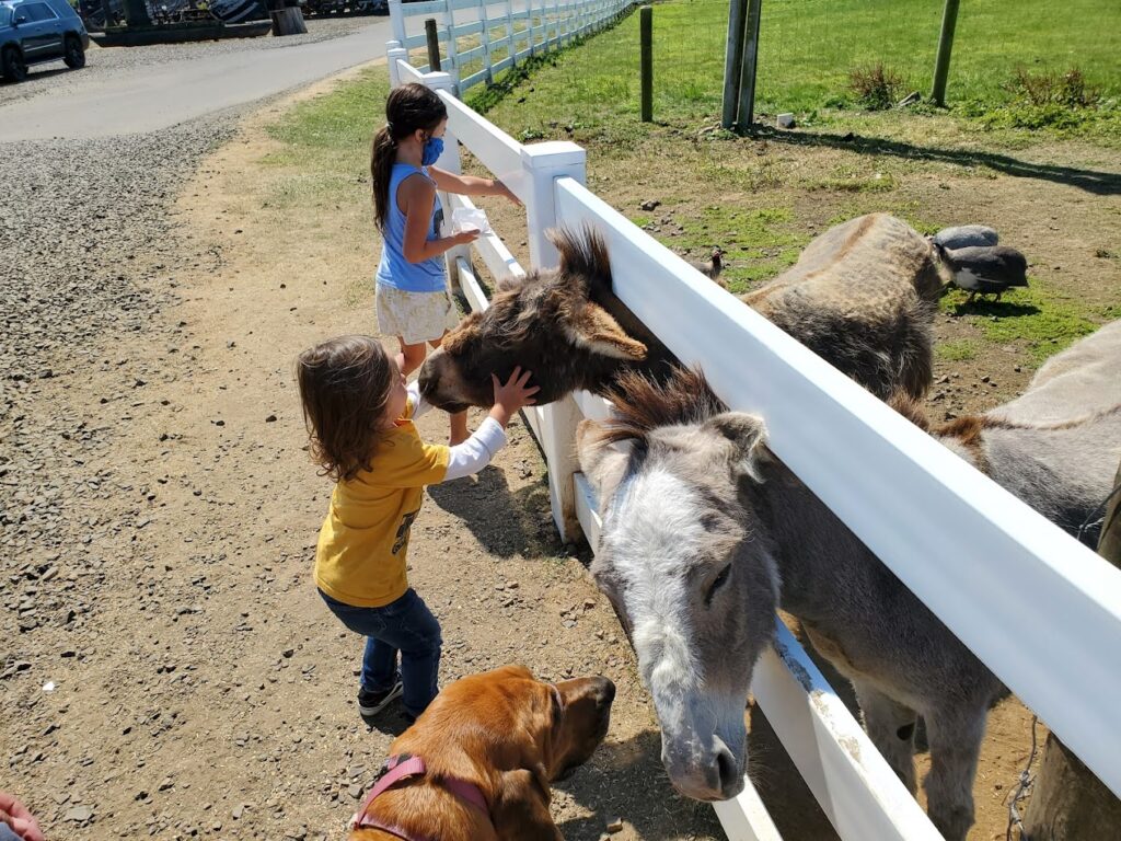 Children pet two donkeys that are sticking their heads through a white fence.