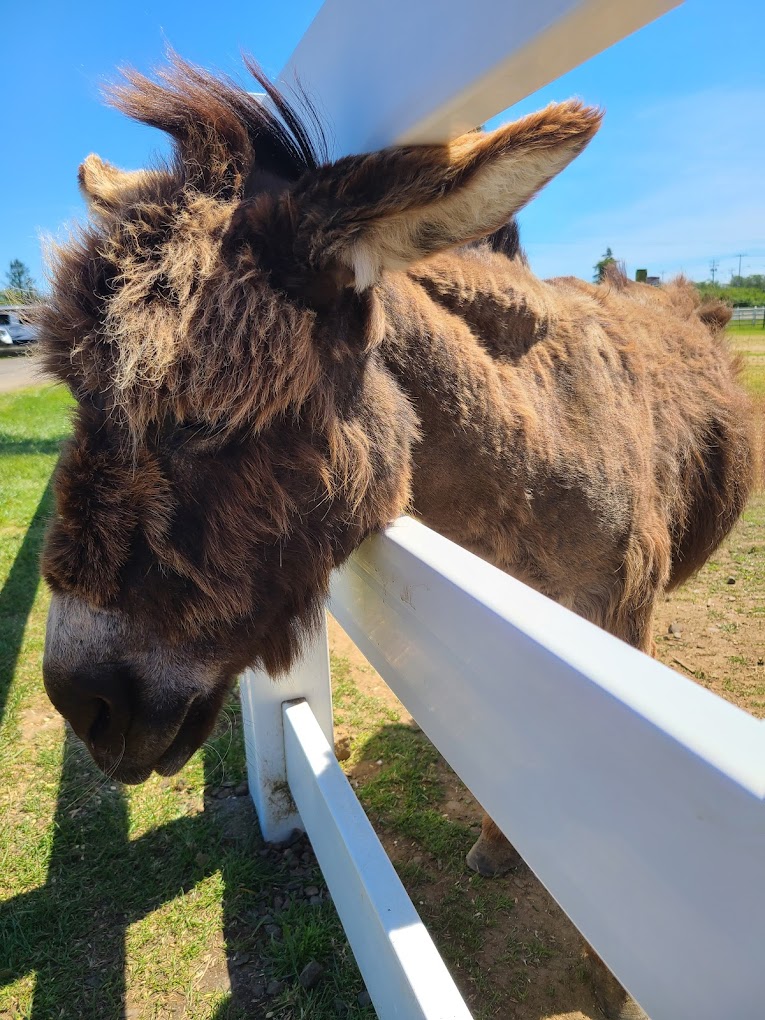 A donkey sticks it's head over a white fence.