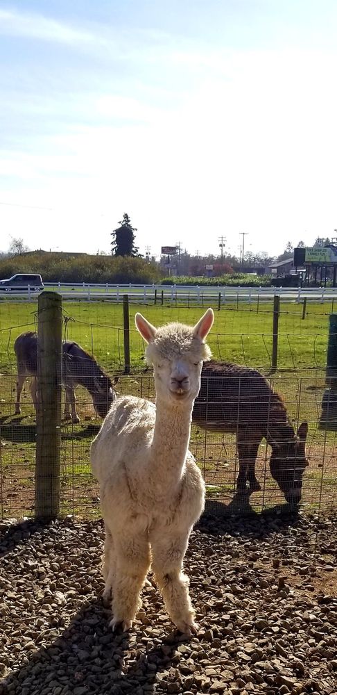 A white alpaca stares at the camera.