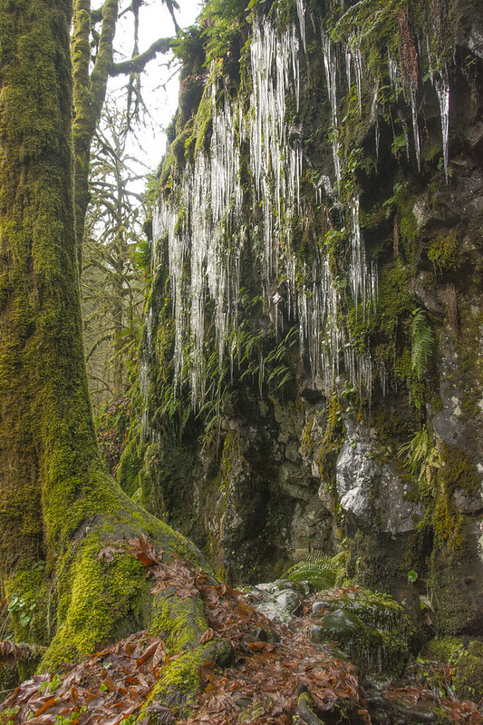 Ice hanging down off of moss at Silver Falls State Park in winter.