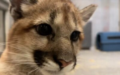 Oregon Zoo Welcomes Two Orphaned Cougar Cubs