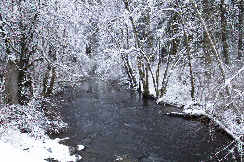 Ice and snow surround a river and trees at Silver Falls State Park.