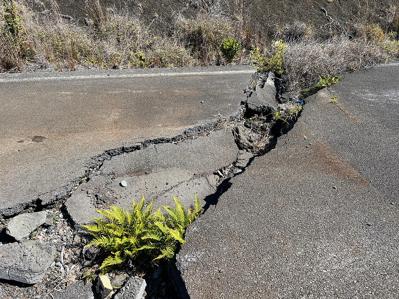 A road in a national park that was damaged by an earthquake and then closed permanently. Plants now grow up through the massive cracks across the road.