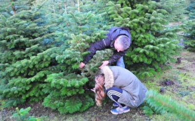 How To Get A Permit To Cut Down A Christmas Tree In A National Forest