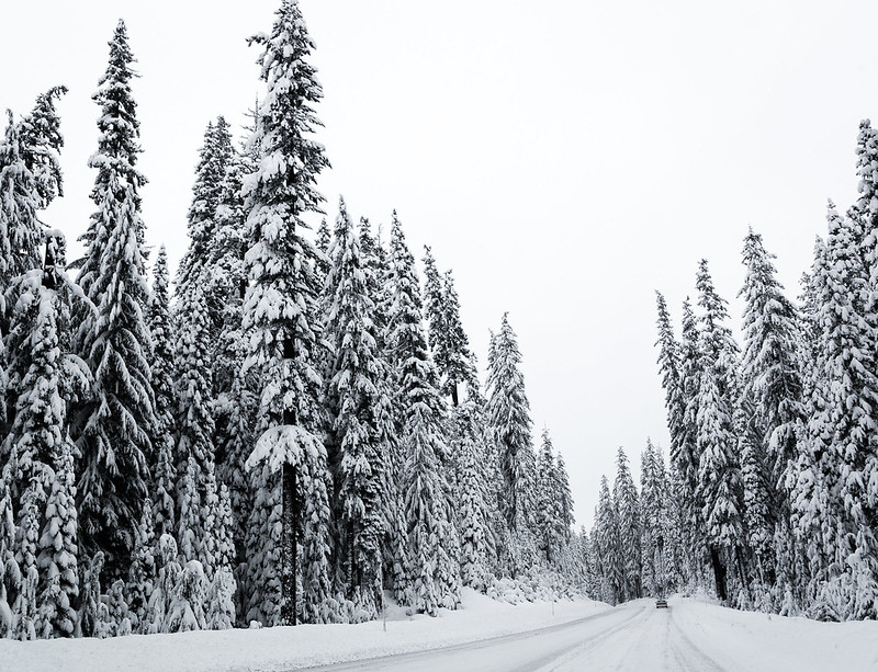 A snowy road through a forest on Santiam Pass.