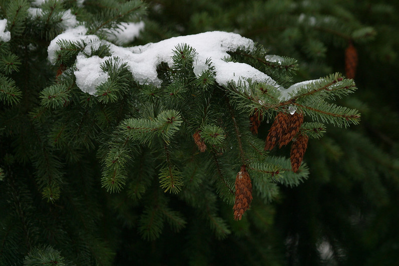 An evergreen tree with snow on one of the branches.