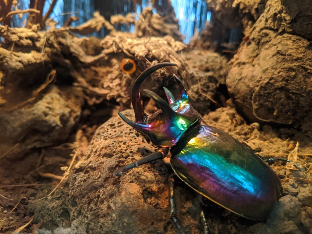 A rainbow colored beetle on display at at the Zymoglyphic Museum in Portland, Oregon.