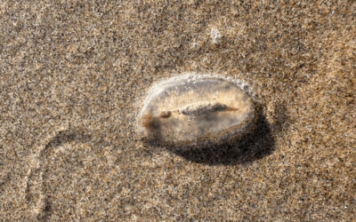 Sea Cherubs Washing Ashore in Unusual Numbers Along Oregon Beaches