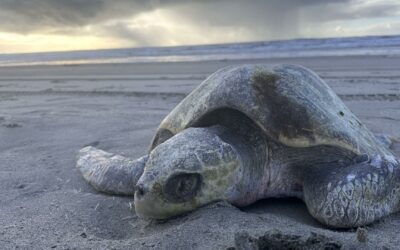 Dead Sea Turtle Washes Ashore on Oregon Coast Near Fort Stevens