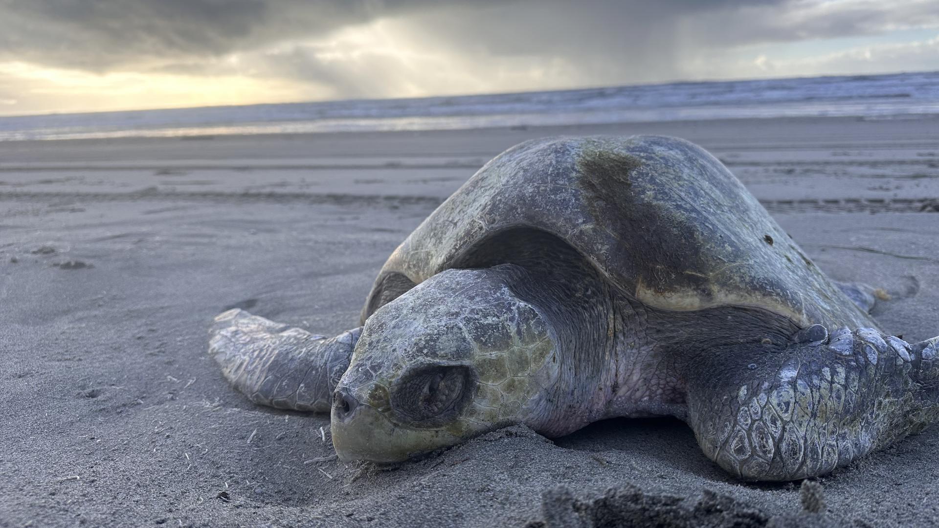 dead sea turtle Oregon Coast