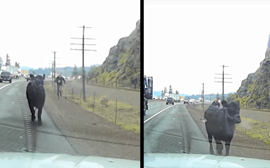 Runaway Cow Keeps Oregon State Police Busy on I-84